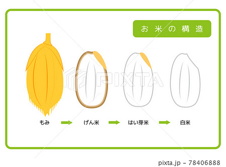 日本語版 お米の構造図 もみ殻 玄米 胚芽米 白米 ぬか層 断面図 イラスト ベクターのイラスト素材