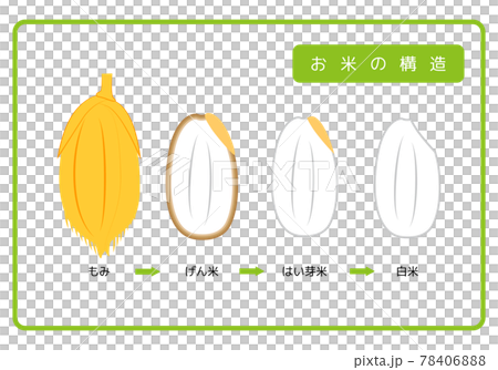 日本語版 お米の構造図 もみ殻 玄米 胚芽米 白米 ぬか層 断面図 イラスト ベクター 日本語版 お米の構造図 もみ殻 玄米 胚芽米 白米 ぬか層 断面図 イラスト ベクター 78406888