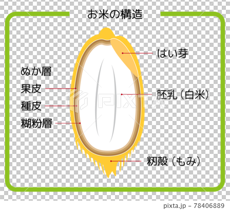 Japanese version of rice structure rice husk brown rice germ rice white rice bran layer cross section illustration vector Japanese version of rice structure rice husk brown rice germ rice white rice bran layer cross section illustration vector 78406889