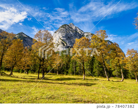maple trees at Ahornboden, Karwendel mountains, Tyrol, Austria 78407382