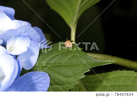 ムーアシロホシテントウ ムーアシロホシテントウ 78407634