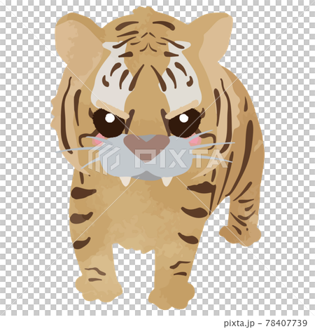 かわいいトラの威嚇イラストのイラスト素材