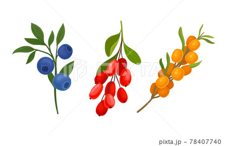 Blueberry and Barberry Branch with Berries and Green Fibrous Leaves Vector Set Blueberry and Barberry Branch with Berries and Green Fibrous Leaves Vector Set 78407740