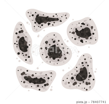 Black mold spots of different shapes. Toxic mold spores. Fungi and bacteria. Stains on the house wall. Isolated vector illustration on white background Black mold spots of different shapes. Toxic mold spores. Fungi and bacteria. Stains on the house wall. Isolated vector illustration on white background 78407741