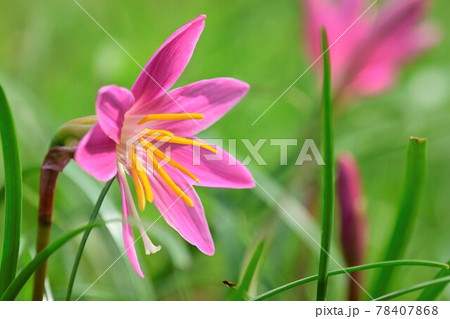 ピンク色のきれいな花を咲かせるサフランモドキ 78407868