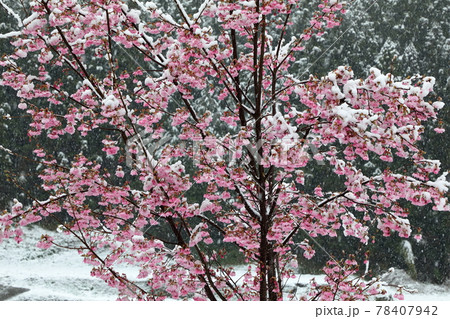 雪桜 雪桜 78407942
