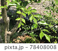 シマトネリコの葉 78408008