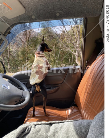 車から外を眺める犬 車から外を眺める犬 78408019