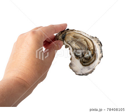Fresh Opened Oyster Isolated on White Background. Fresh Opened Oyster Isolated on White Background. 78408105