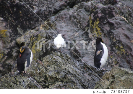 フォークランド諸島のイワトビペンギン フォークランド諸島のイワトビペンギン 78408737