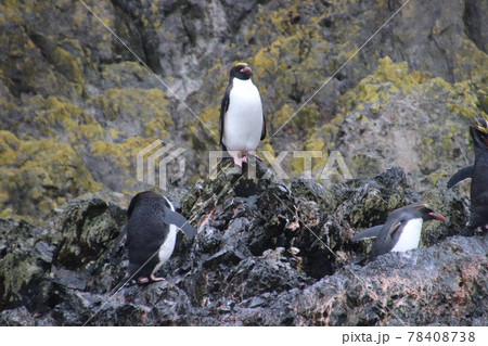 フォークランド諸島のイワトビペンギン フォークランド諸島のイワトビペンギン 78408738