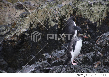 フォークランド諸島のイワトビペンギン フォークランド諸島のイワトビペンギン 78408744