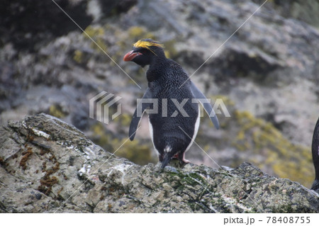 フォークランド諸島のマカロニペンギン フォークランド諸島のマカロニペンギン 78408755