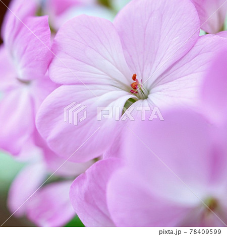 サクラ色のかわいいゼラニウム ピンク 満開 花弁アップ の写真素材