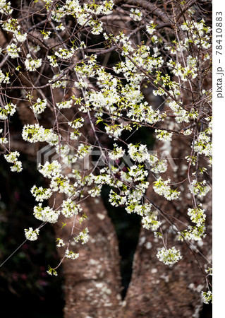 Yellow wild himalayan cherry blooming on branch with dark forest background. 78410883