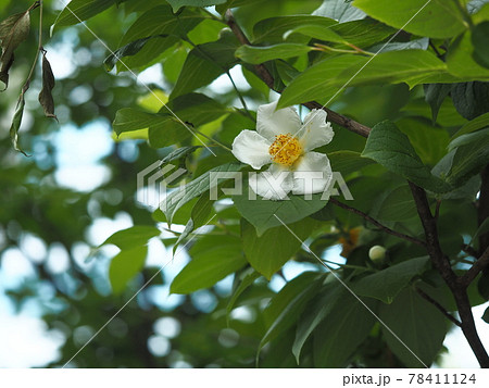 ナツツバキ 78411124