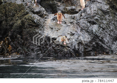 フォークランド諸島のマカロニペンギン フォークランド諸島のマカロニペンギン 78411447