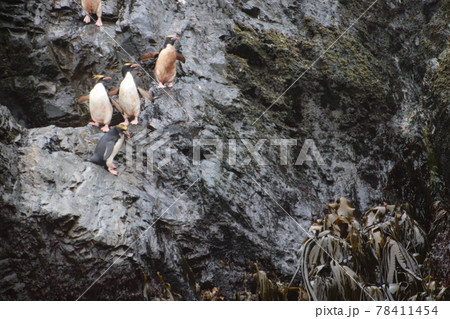フォークランド諸島のマカロニペンギン フォークランド諸島のマカロニペンギン 78411454