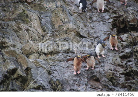 フォークランド諸島のマカロニペンギン フォークランド諸島のマカロニペンギン 78411456