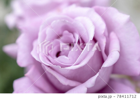 薄紫のバラ シャルルドゴールの写真素材