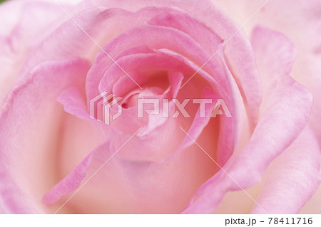 ピンクのバラ プリンセスドゥモナコの写真素材