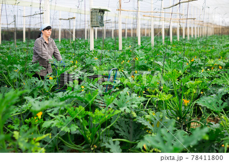 Positive woman harvesting ripe zucchini in greenhouse 78411800