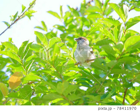 スズメ1 サルスベリ スズメ1 サルスベリ 78411970