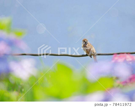 スズメ2　紫陽花 78411972