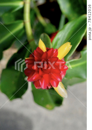 スパイラルジンジャー 78412016