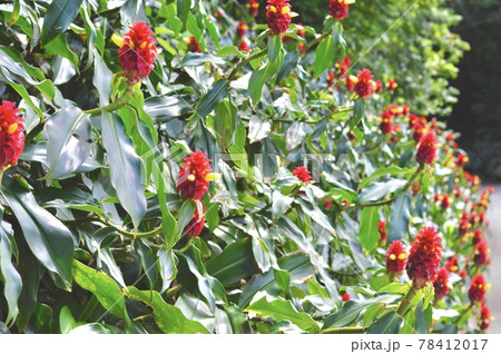 スパイラルジンジャー スパイラルジンジャー 78412017