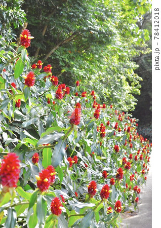 スパイラルジンジャー 78412018