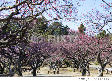 岡崎南公園　梅まつり 78412115