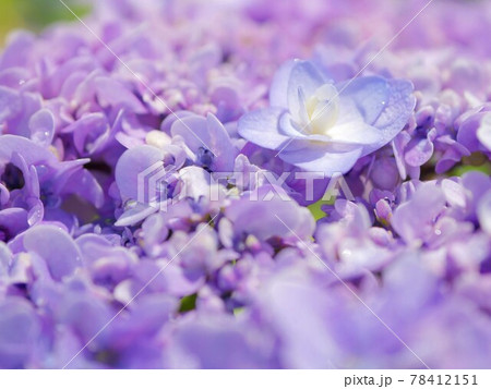 紫陽花15　舞孔雀 78412151