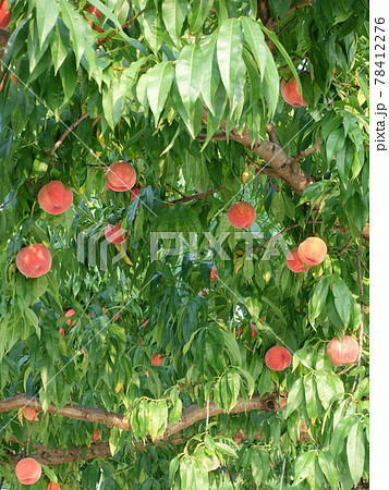 モモ もも 桃の写真素材