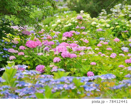 紫陽花20　カラフル 78412441