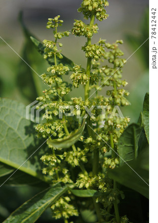 エゾノギシギシの沢山の小さな花と縮れて波打った幅広の葉っぱ 78412442
