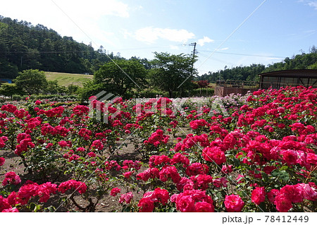 バラ　薔薇　ばら　東沢バラ公園 78412449