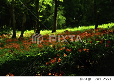 三毳山公園の花咲くキツネノカミソリ群生地 78412554