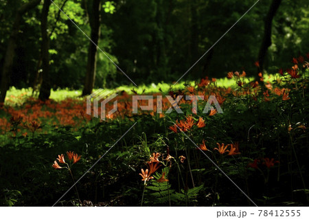 三毳山公園の花咲くキツネノカミソリ群生地 78412555