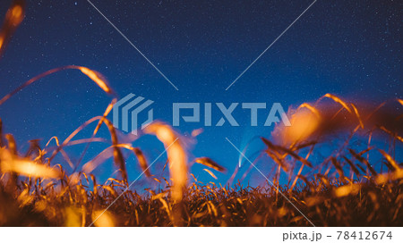 Belarus. 17 July 2020. Comet Neowise C 2020 F3 Shines Bright In The Night Starry Sky Above Young Wheat Field. Night Stars Above Summer Agricultural Field In July Month. Comet At A Distance Of 104 78412674