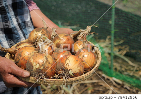 新タマネギの収穫 78412956