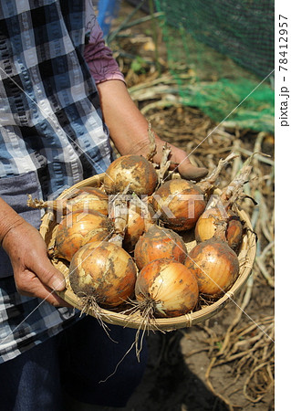 新タマネギの収穫 78412957
