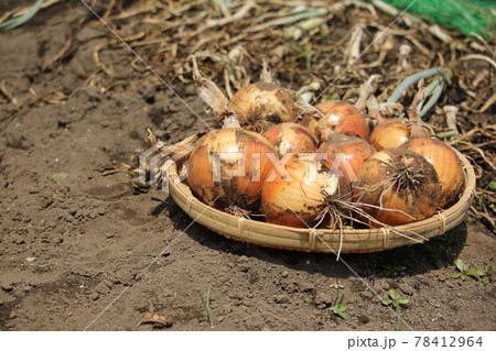 新タマネギの収穫 78412964