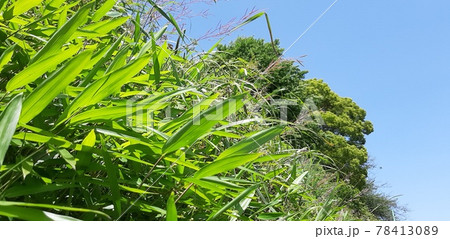 都会の片隅の雑草 78413089