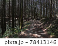 森林 78413146