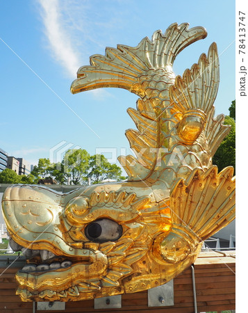 はな　金鯱8号　2点 発根済】24cm 金鯱 サボテン 8号 多肉植物 ドライガーデン キンシャチ