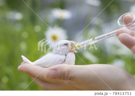 白文鳥のヒナ 屋外での給餌 白文鳥のヒナ 屋外での給餌 78413751
