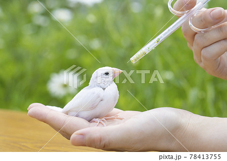 白文鳥のヒナ　屋外での給餌 78413755