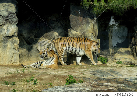 汎 動物 肉食動物 78413850