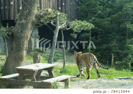 屋外 室外 汎 78413944